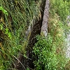 Plants: image22 2 Of 117 Thumb